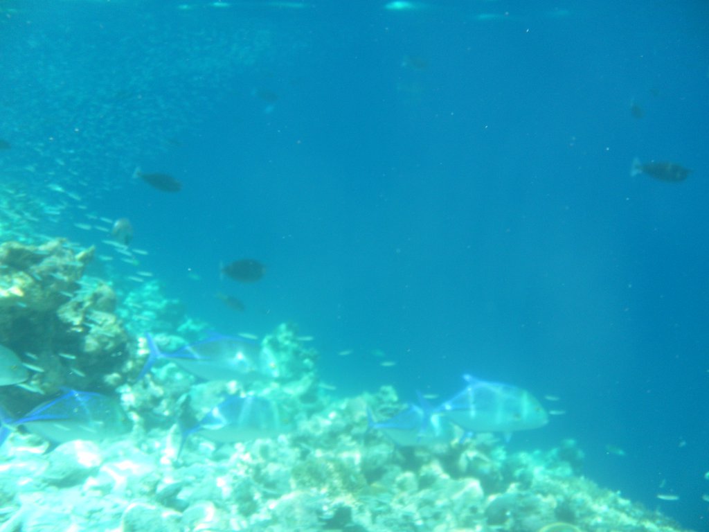 Image SAM_0353.JPG