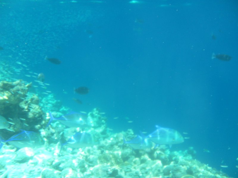 Image SAM_0353.JPG