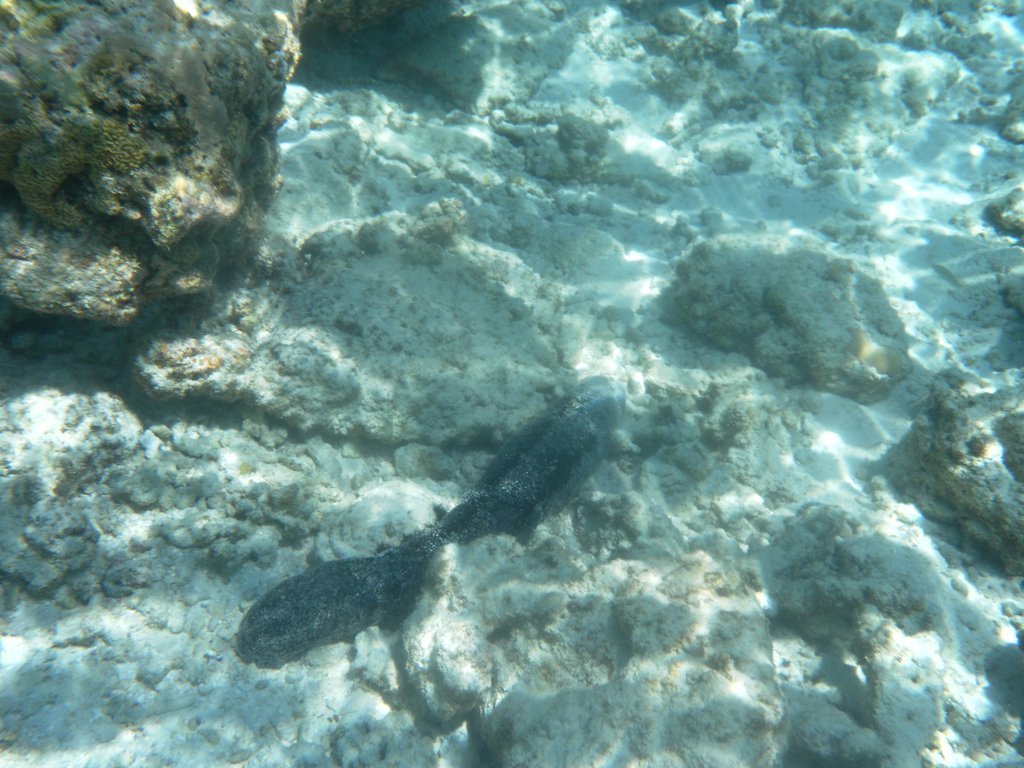 Image SAM_0355.JPG