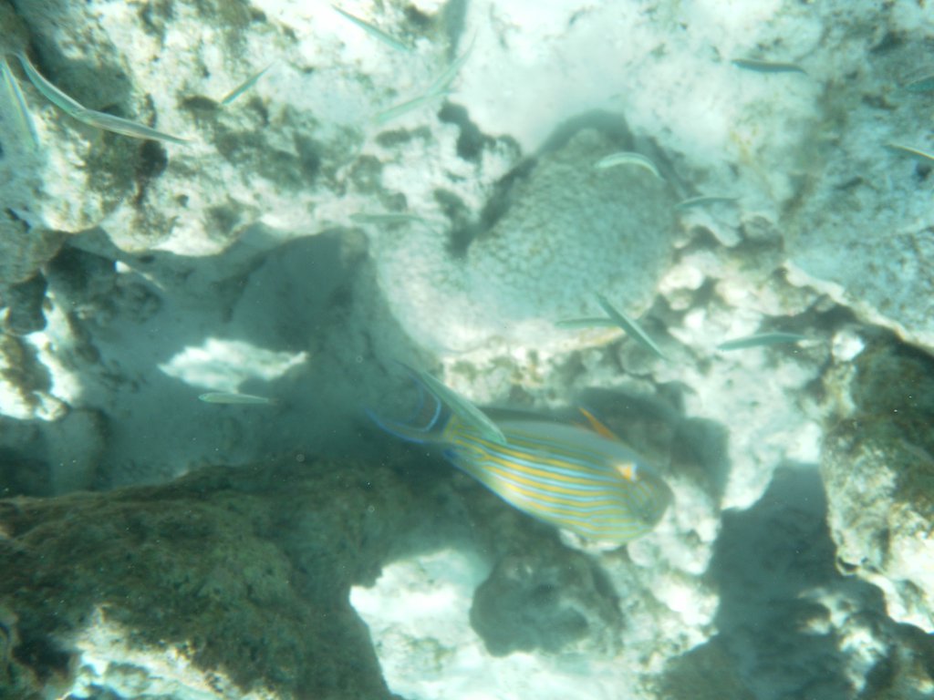 Image SAM_0356.JPG