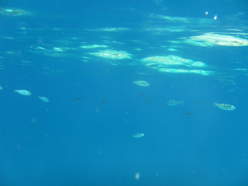 Image SAM_0359.JPG