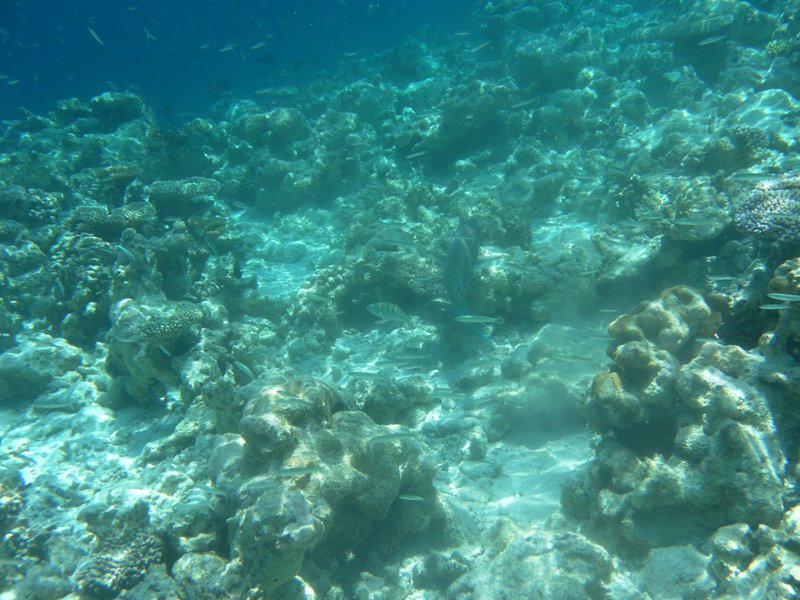 Image SAM_0363.JPG