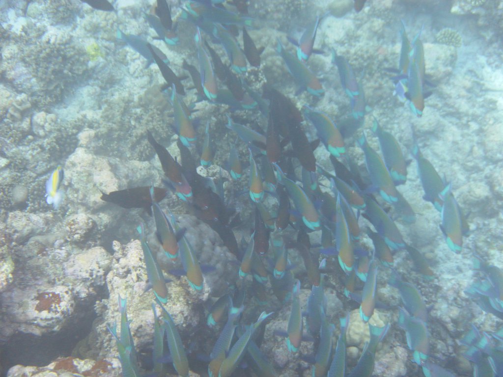 Image SAM_0371.JPG