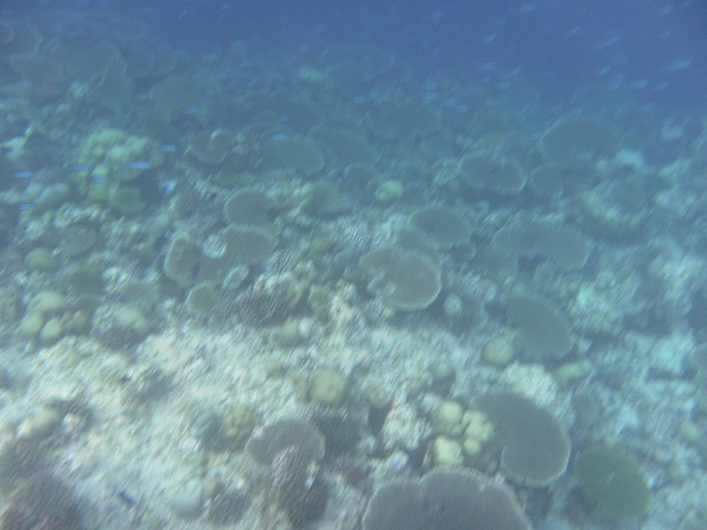 Image SAM_0381.JPG