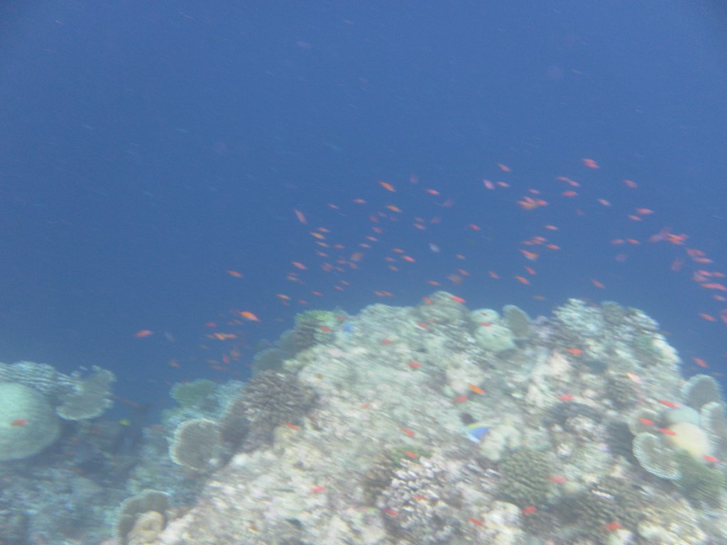Image SAM_0384.JPG