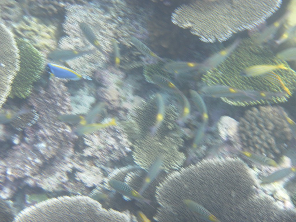 Image SAM_0387.JPG