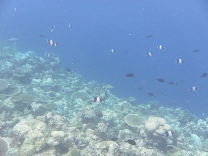 Image SAM_0390.JPG
