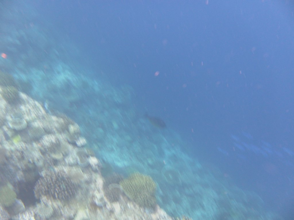 Image SAM_0393.JPG