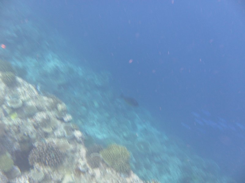 Image SAM_0393.JPG