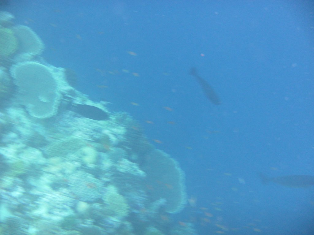Image SAM_0394.JPG