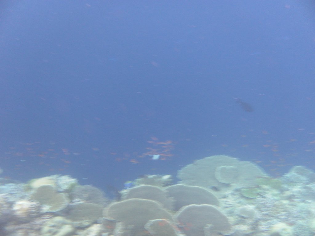 Image SAM_0395.JPG