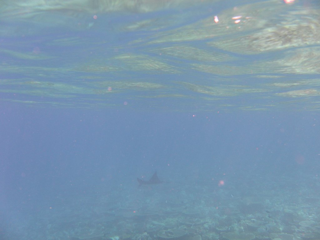 Image SAM_0403.JPG