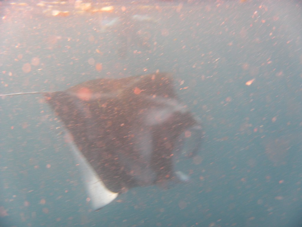 Image SAM_0423.JPG