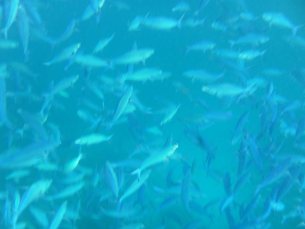Image SAM_0445.JPG