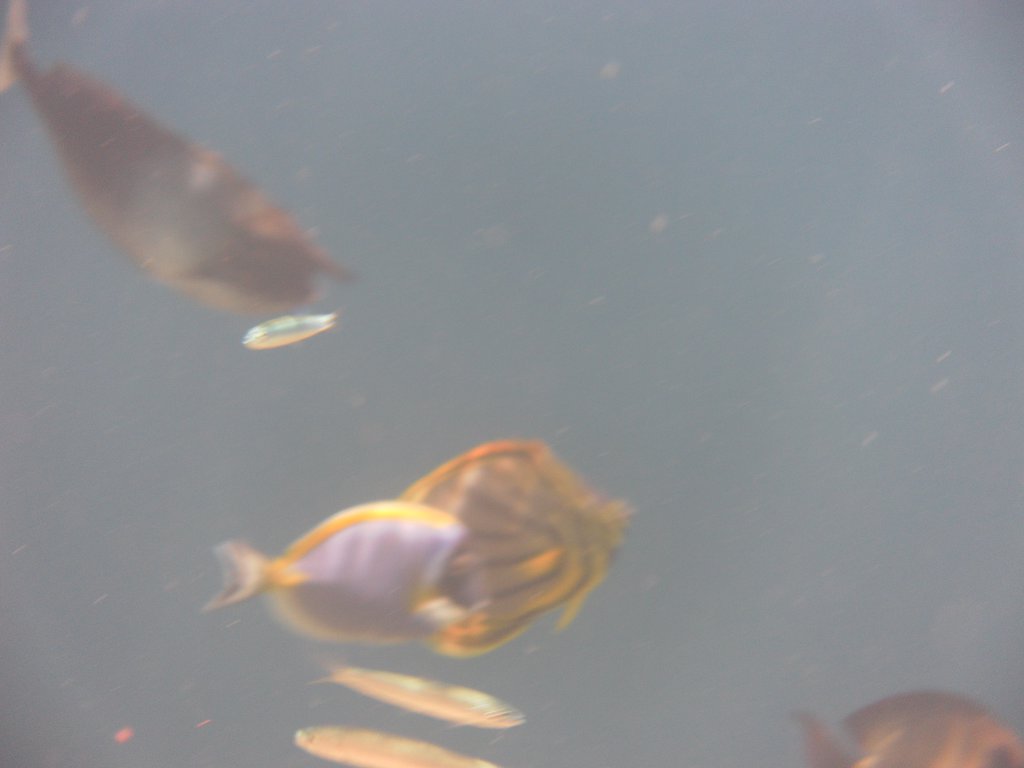 Image SAM_0459.JPG