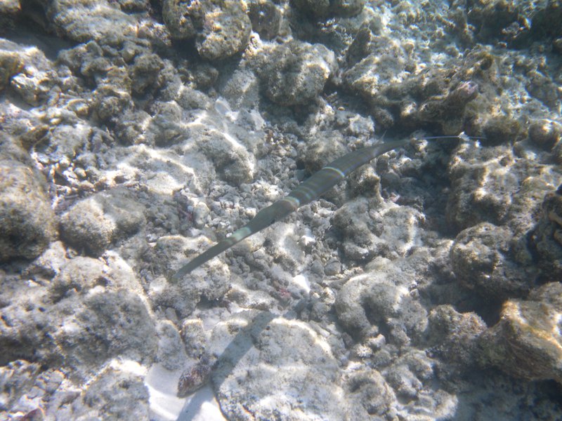 Image SAM_0483.JPG