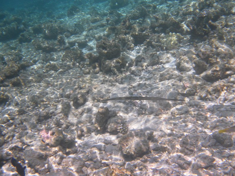 Image SAM_0484.JPG