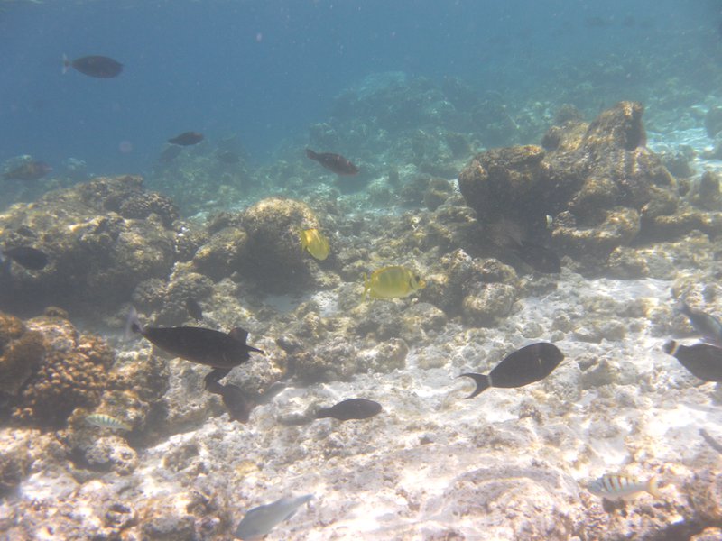 Image SAM_0486.JPG