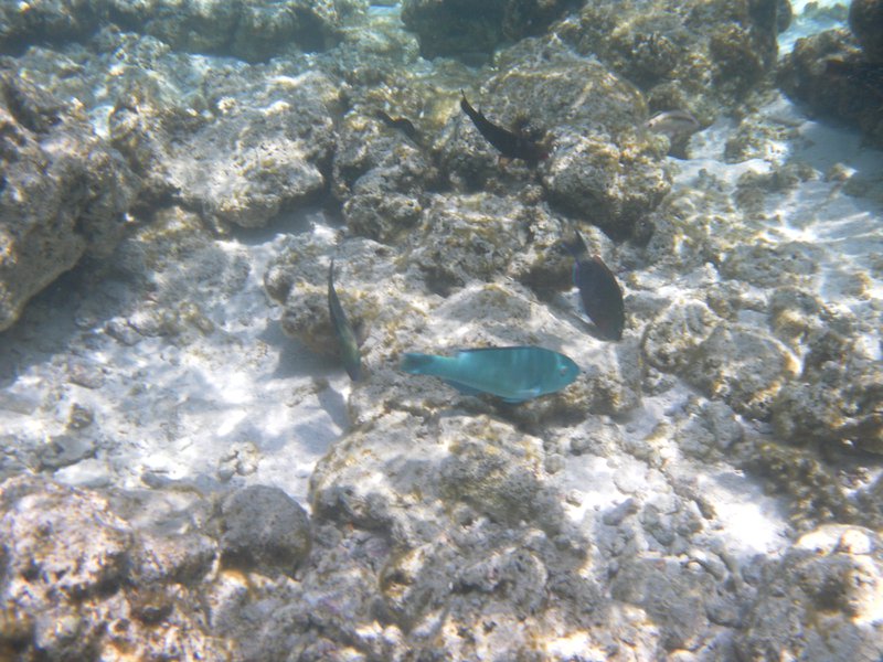 Image SAM_0487.JPG