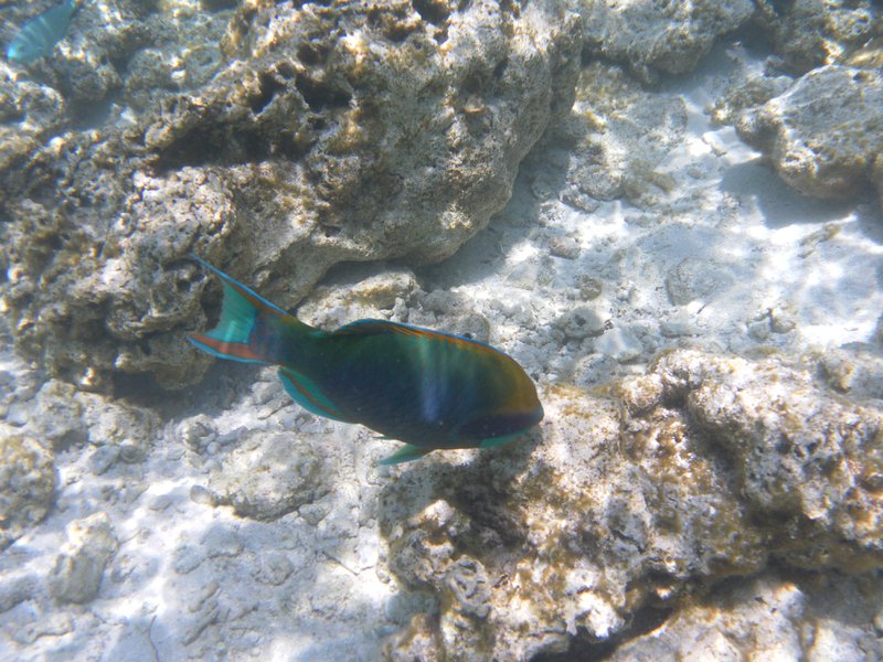 Image SAM_0488.JPG