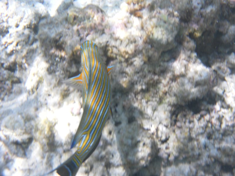 Image SAM_0505.JPG