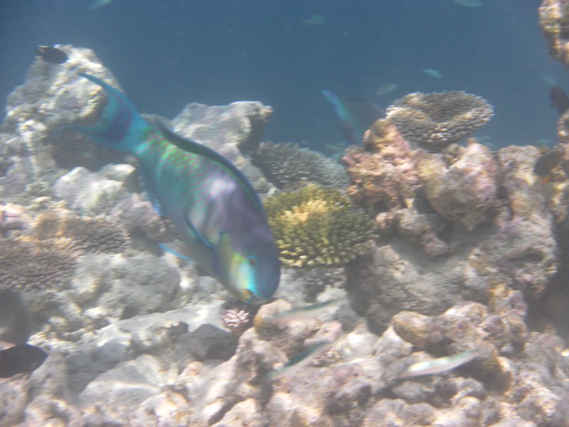 Image SAM_0506.JPG