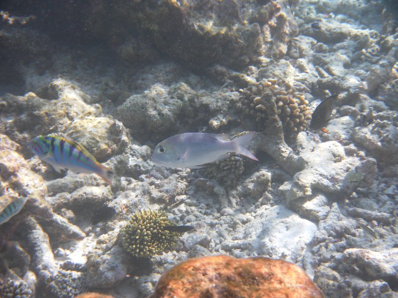 Image SAM_0514.JPG