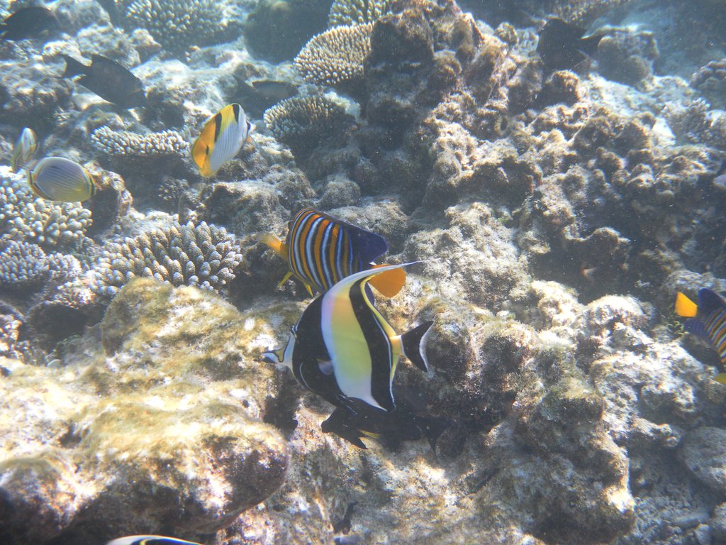 Image SAM_0515.JPG