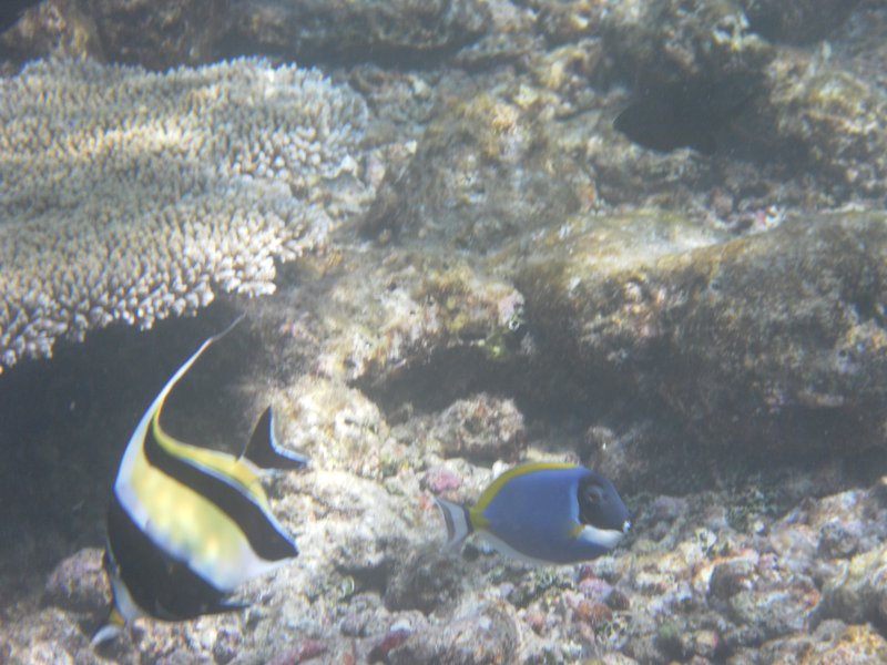 Image SAM_0517.JPG