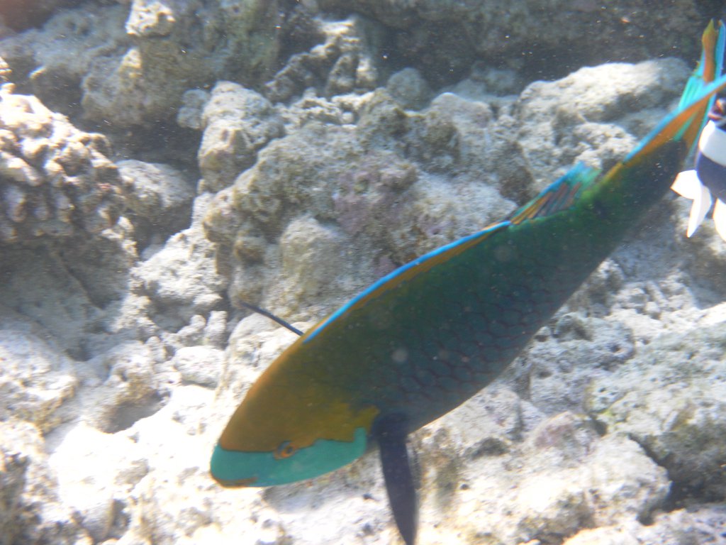 Image SAM_0526.JPG
