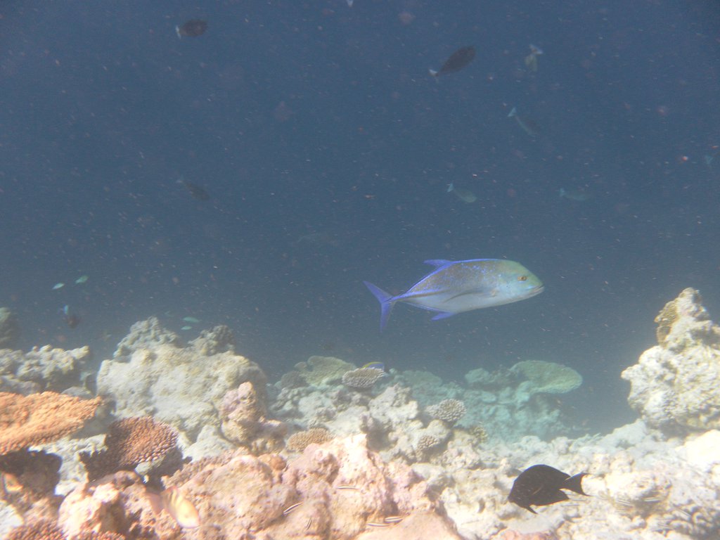 Image SAM_0528.JPG