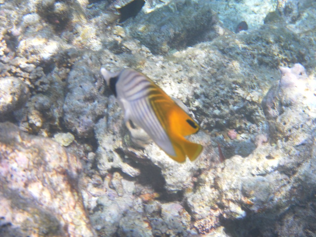 Image SAM_0542.JPG