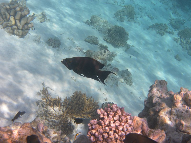 Image SAM_0547.JPG