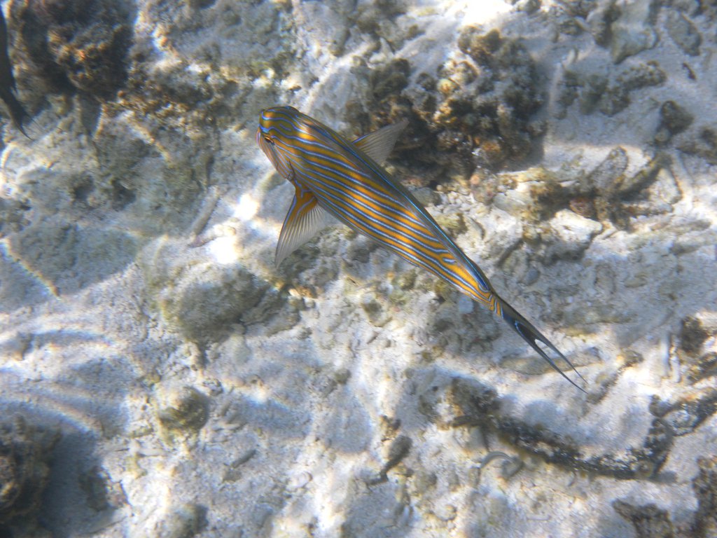 Image SAM_0558.JPG