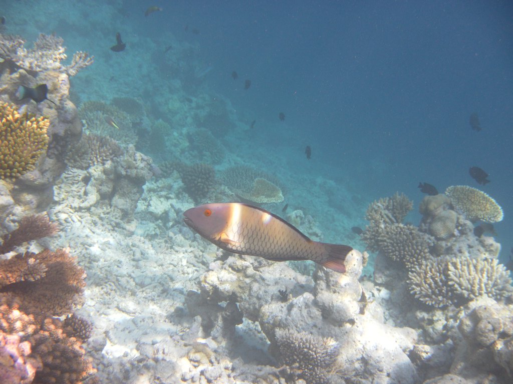Image SAM_0568.JPG