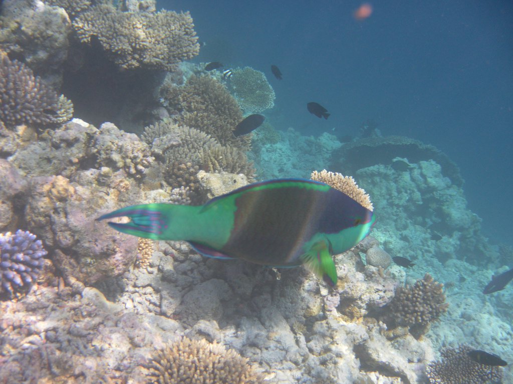Image SAM_0571.JPG