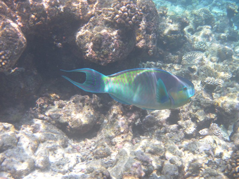 Image SAM_0572.JPG