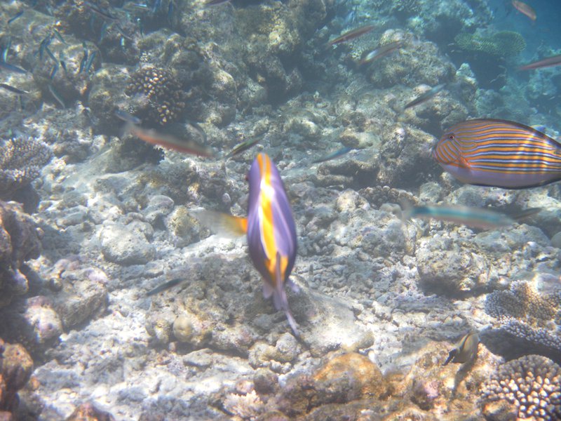 Image SAM_0573.JPG