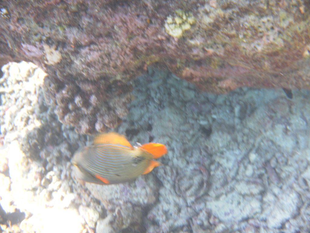 Image SAM_0574.JPG