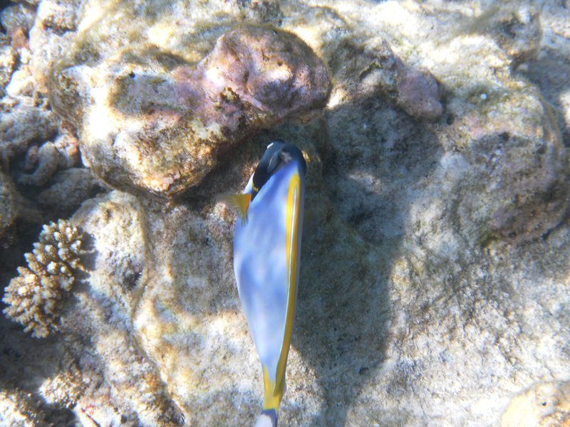 Image SAM_0577.JPG