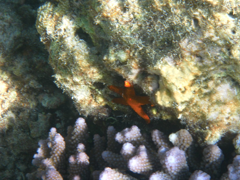 Image SAM_0578.JPG