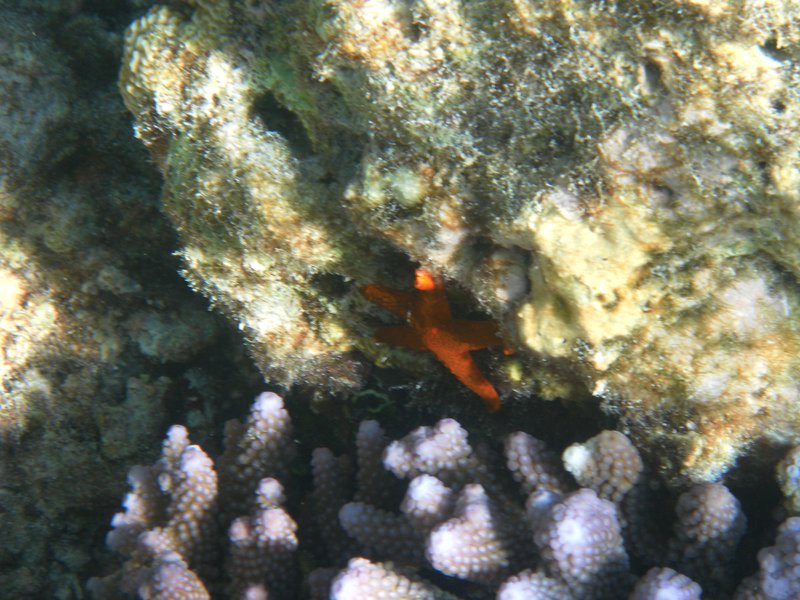 Image SAM_0578.JPG