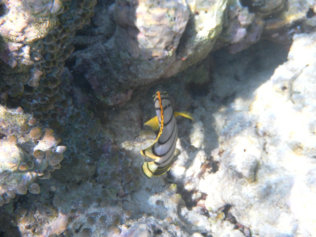 Image SAM_0579.JPG