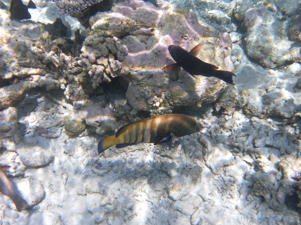 Image SAM_0582.JPG
