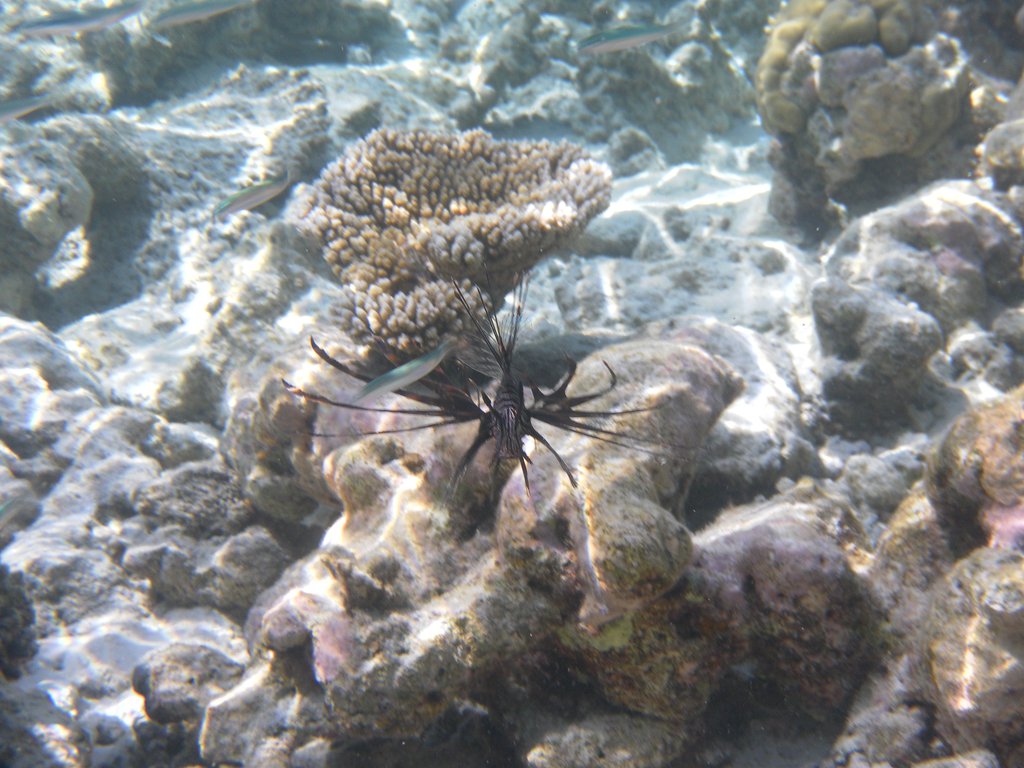 Image SAM_0585.JPG