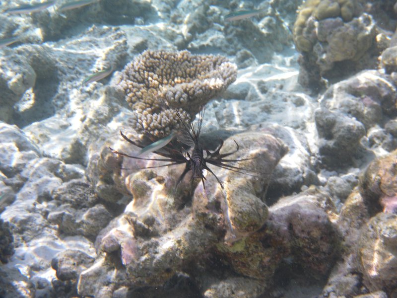 Image SAM_0585.JPG