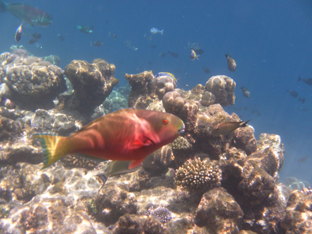 Image SAM_0595.JPG