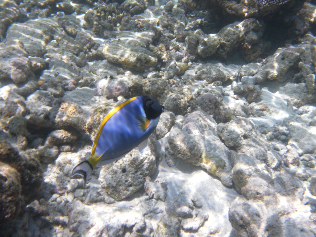 Image SAM_0596.JPG
