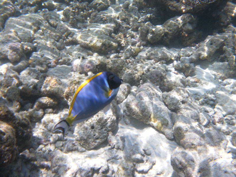 Image SAM_0596.JPG