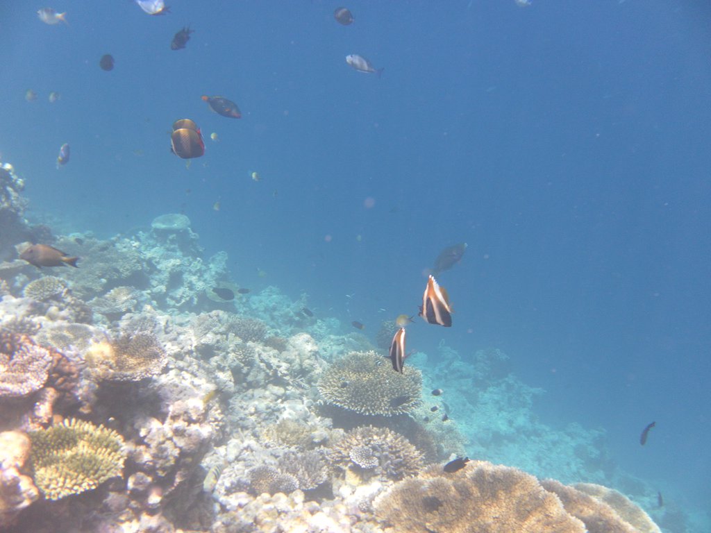Image SAM_0603.JPG